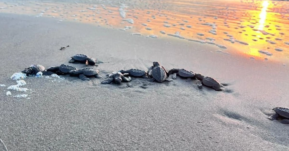 Libera 200 Tortugas Golfinas En Playa Los Corchos Nayarit E0a11467 1f05 4eb0 9ca9 Fa77f1d95989 Medialjnimgndimagefullsize