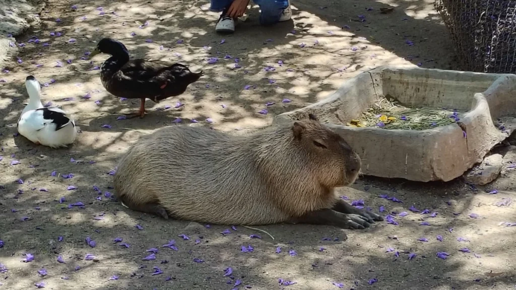 Cierran de forma temporal zoológico de León por seguridad de animales cierran de forma temporal zoologico de leon por seguridad de animales 9da459a6 9301 4c46 b5d7 019be380edf5 medialjnimgndimage=fullsize