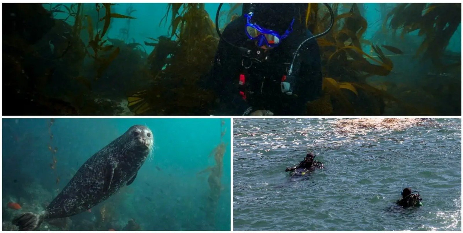 Alertan por pérdida de bosques de algas en BC whatsapp image 2026 01 19 at 12.55.48