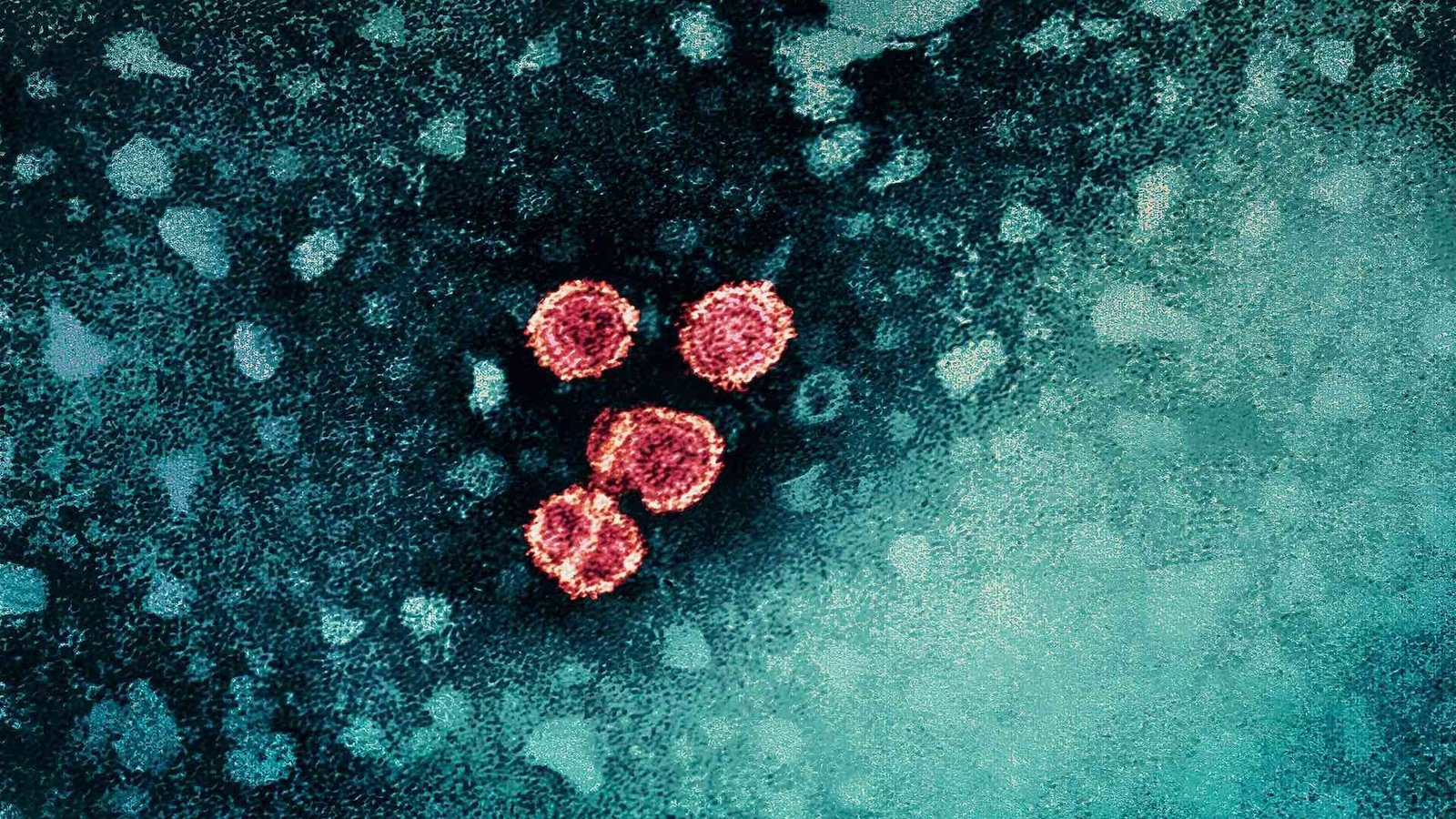 hepatitis b posible cura medicin