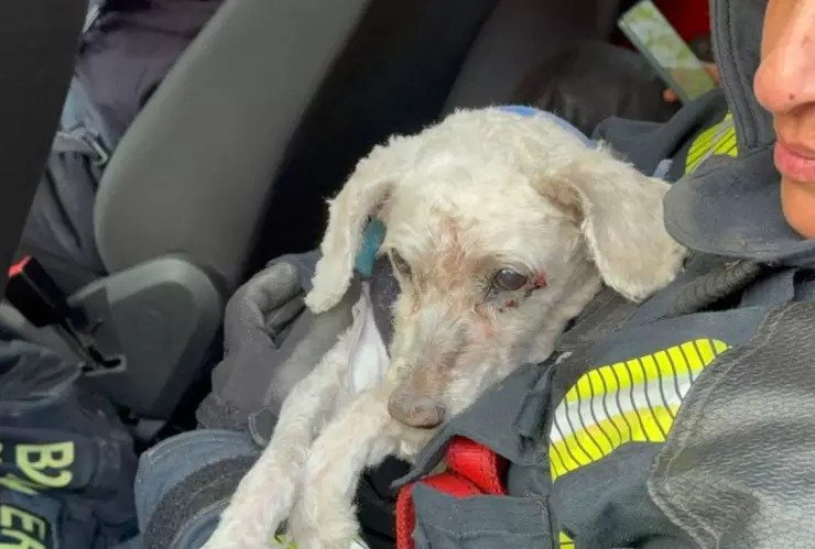 Gobierno de CDMX rescata a mil animales del Refugio Franciscano image