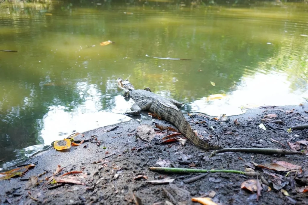 liberan a cuatro caimanes en reserva la encrucijada en chiapas d62d1800 e0ed 47ef b83e f1d86b695fcb medialjnimgndimage=fullsize