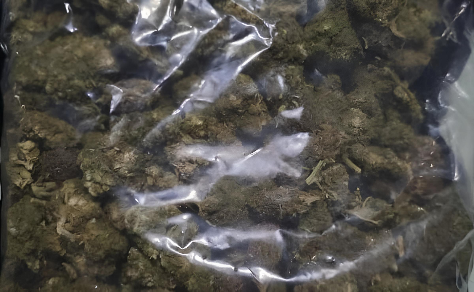SSC asegura 54 kilos de marihuana que era distribuida mediante taxis por aplicación enCDMX polish 20260717 181440658