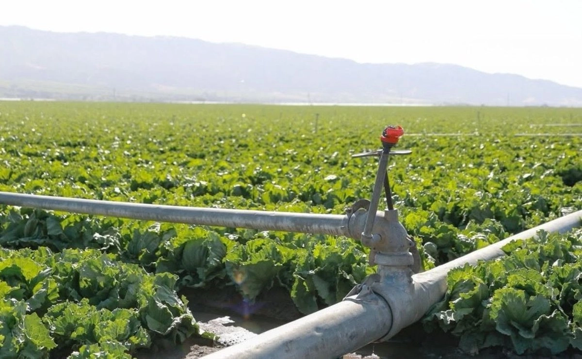 Taylor Farms suspende temporalmente operaciones en planta de México por investigación sanitaria en EU polish 20260723 180334736
