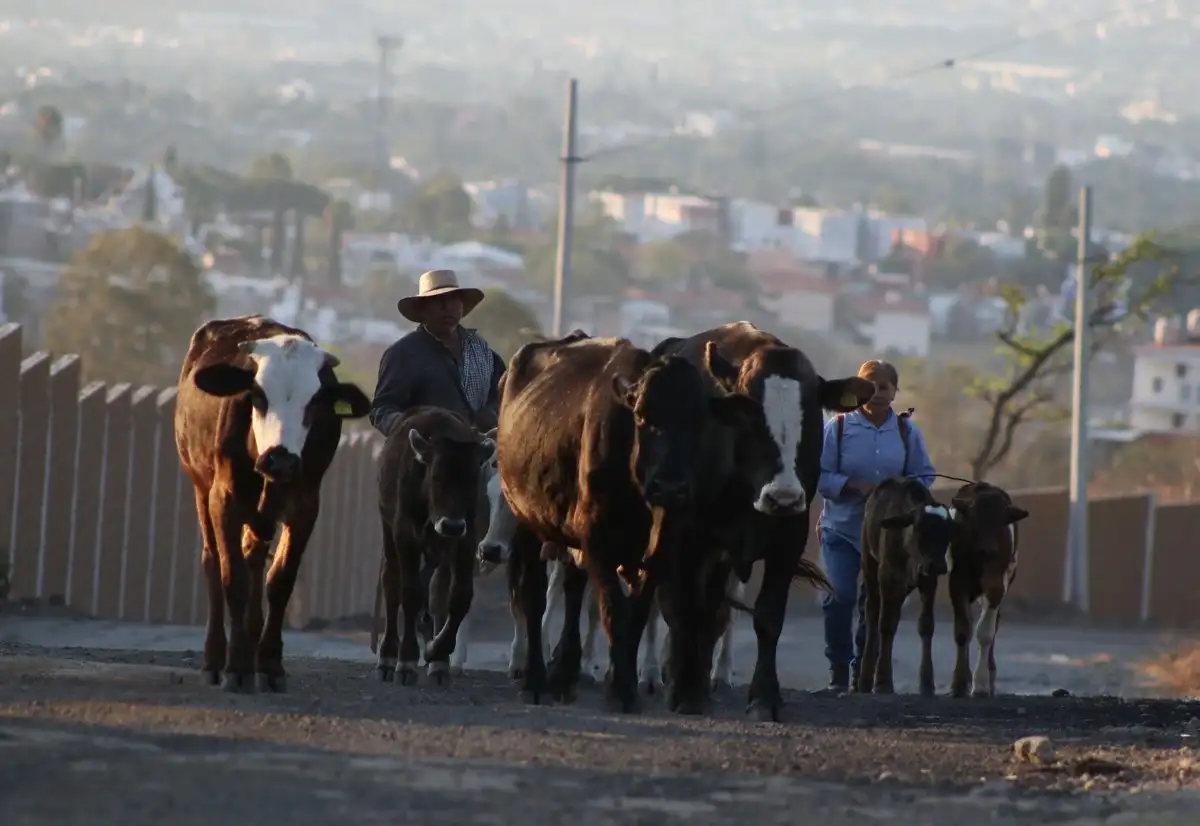 sheinbaum preve reapertura paulatina de frontera al ganado mexicano en agosto f478f55f 0809 473f b346 55c0ccbc528b media