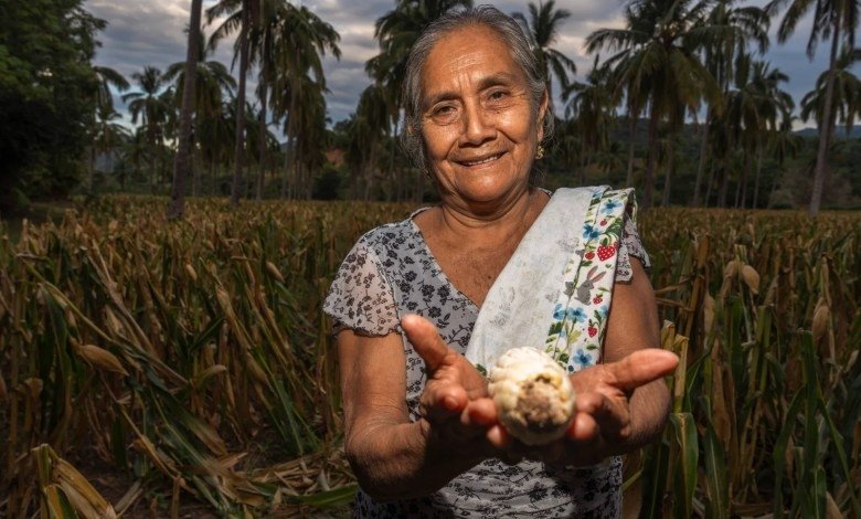 Más de 1.1 millones de indígenas y afromexicanos reciben apoyo al campo 260800 agricultura reciben ppb p