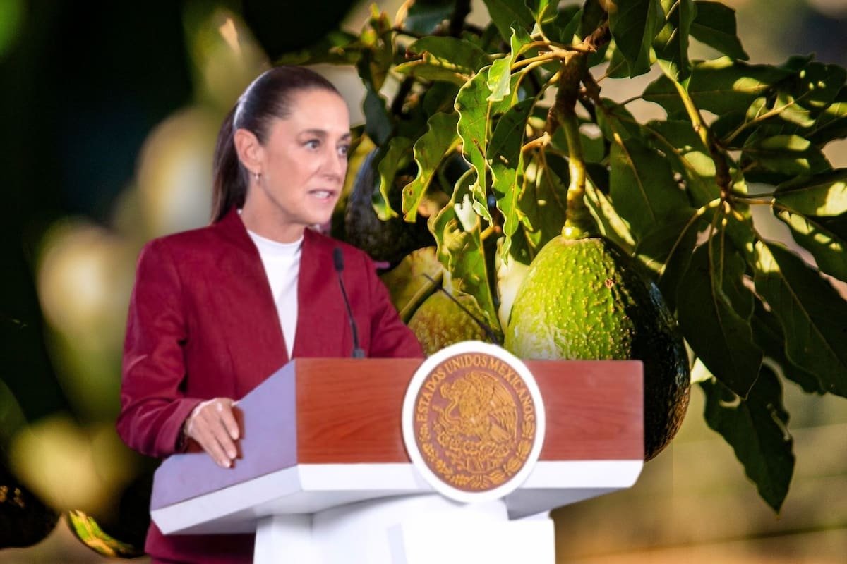 Sheinbaum acuerda fortalecer la vigilancia para impulsar las exportaciones de aguacate y5gkkdle4nc5fcc2xopfnmofiq